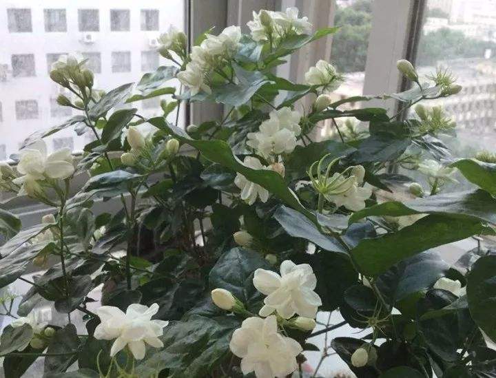茉莉花最爱喝的水,茉莉花开过花以后需要施什么肥料