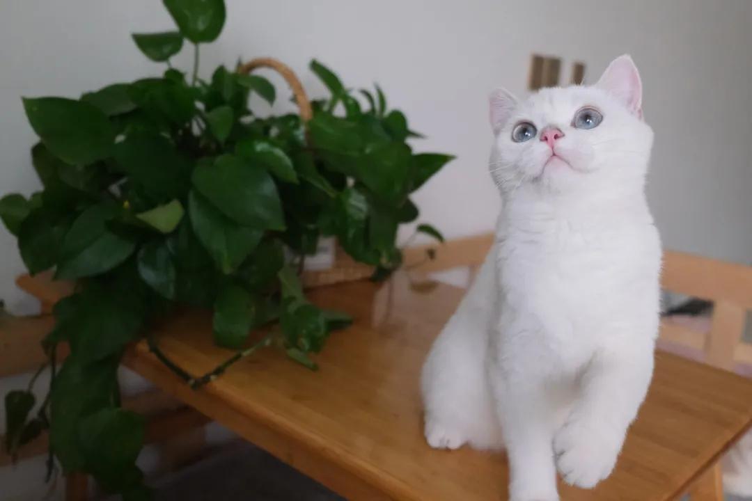 猫咪总是拉屎在地上怎么办,猫咪总是在一个地方乱拉屎怎么办