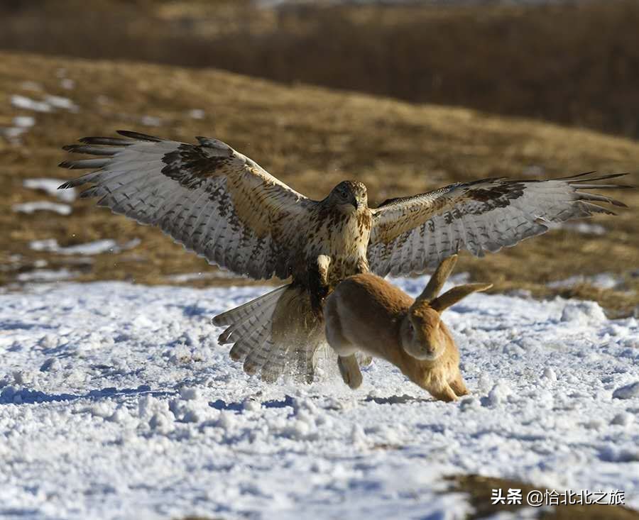 草原杀手,草原杀手视频