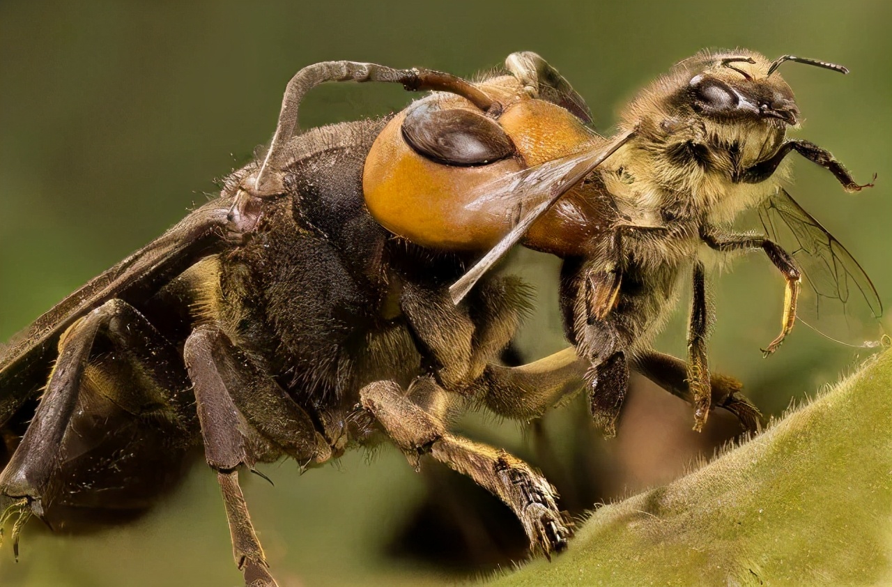 杀人蜂能产蜜,杀人蜂的天敌是什么蜜蜂