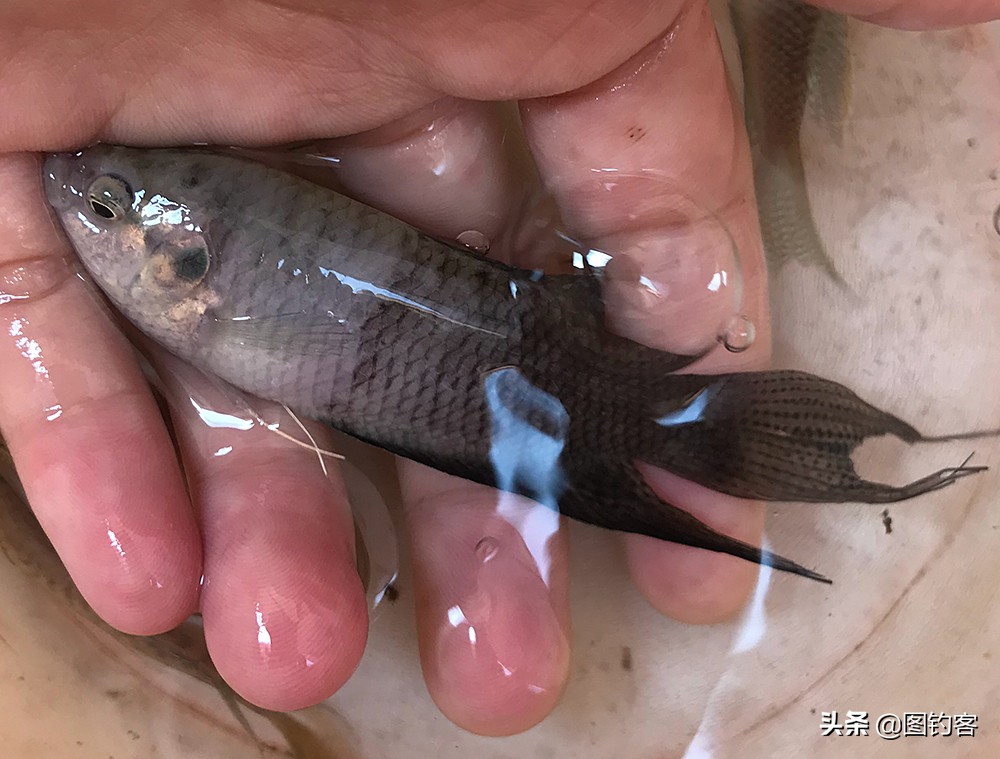 “一生都在打架中度过”：中国斗鱼，是观赏鱼中的“平头哥”