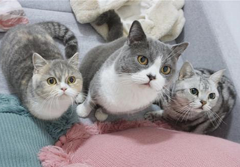 猫咪绝育之后为啥还会乱尿,猫咪绝育之后会不自信吗