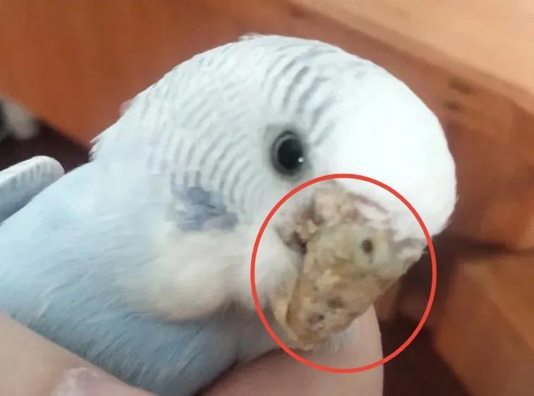 鹦鹉得癣了怎么办？