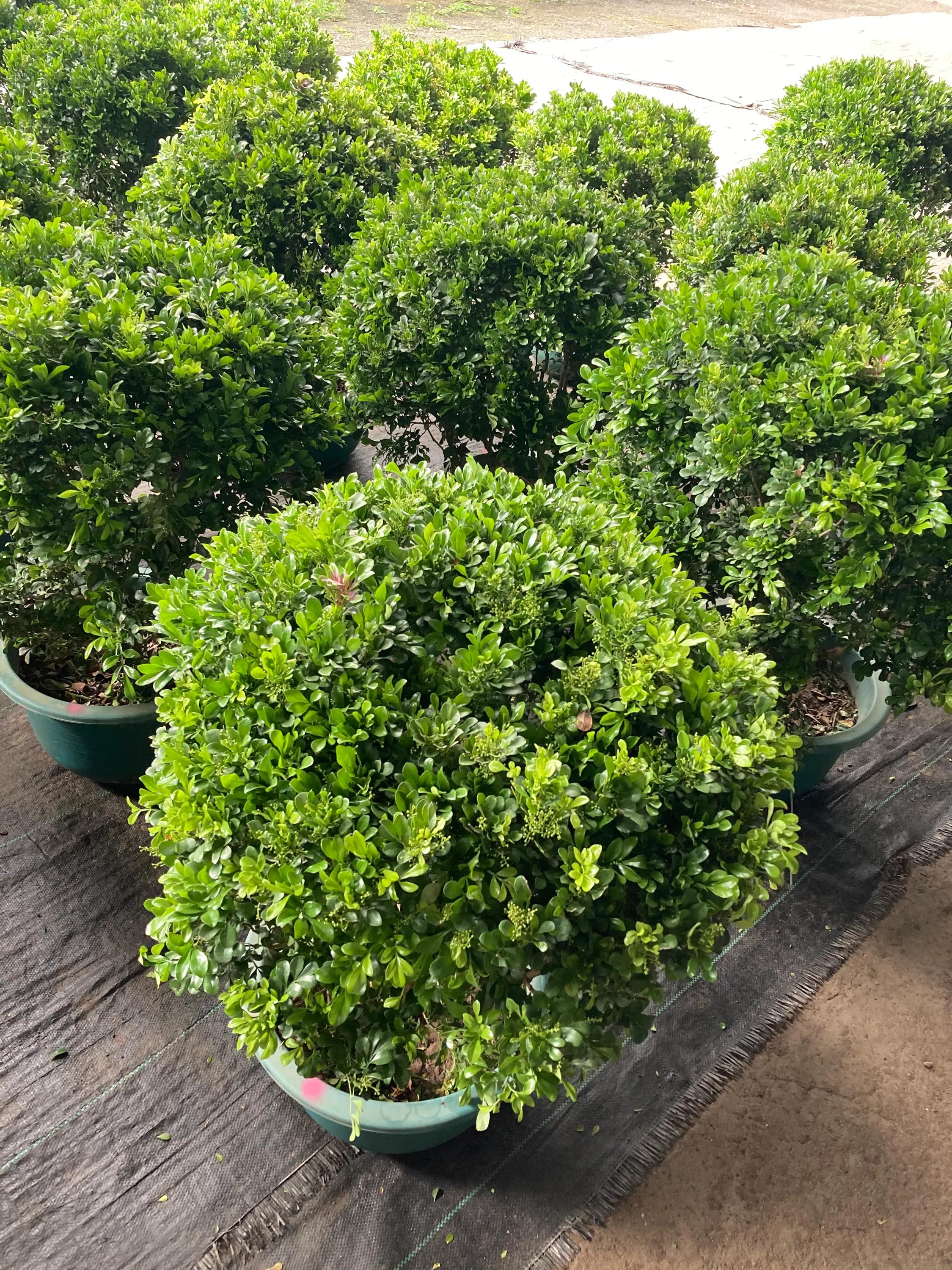 沈阳大东北花卉批发市场地址,沈阳大北花卉市场