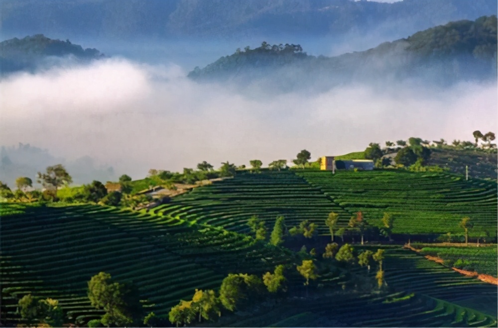 临沧西双版纳普洱市茶叶区别,思茅普洱茶与临沧普洱茶区别