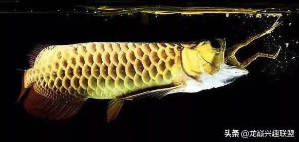 怎么判断龙鱼是打架致死,龙鱼死亡事件