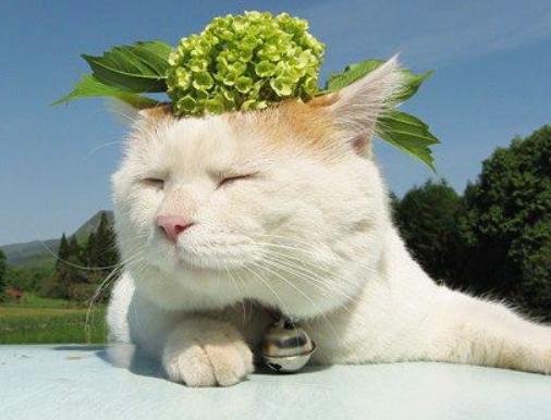 猫咪体外驱虫一般驱什么虫,猫咪体外驱虫什么药驱得全面