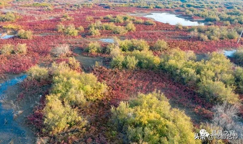 「摄影」昌北有片柽柳林——徐振宁、李发宁作品