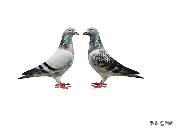 种鸽产无精蛋的原因及解决方法