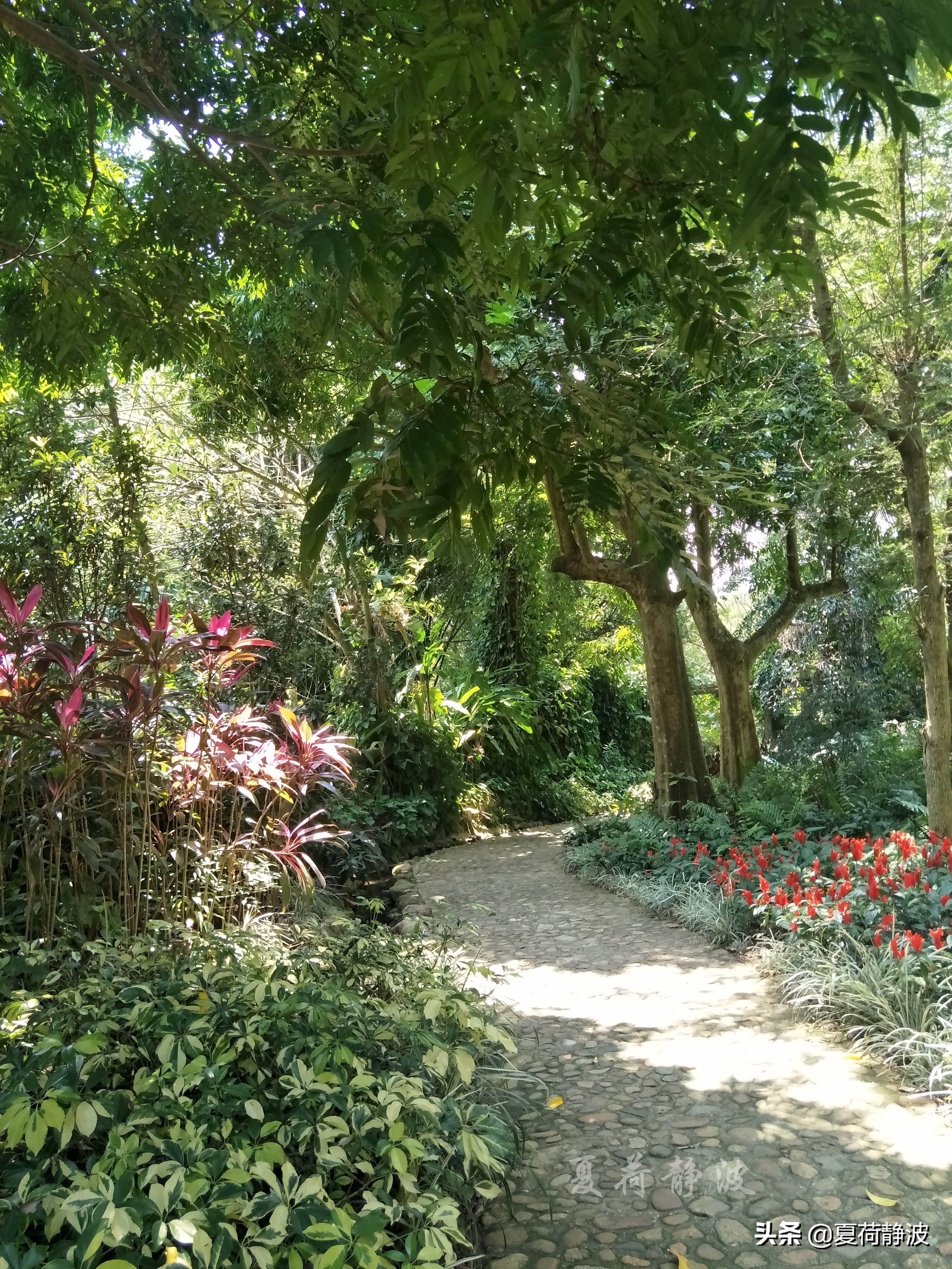 兴隆热带植物园攻略,万宁兴隆热带植物园