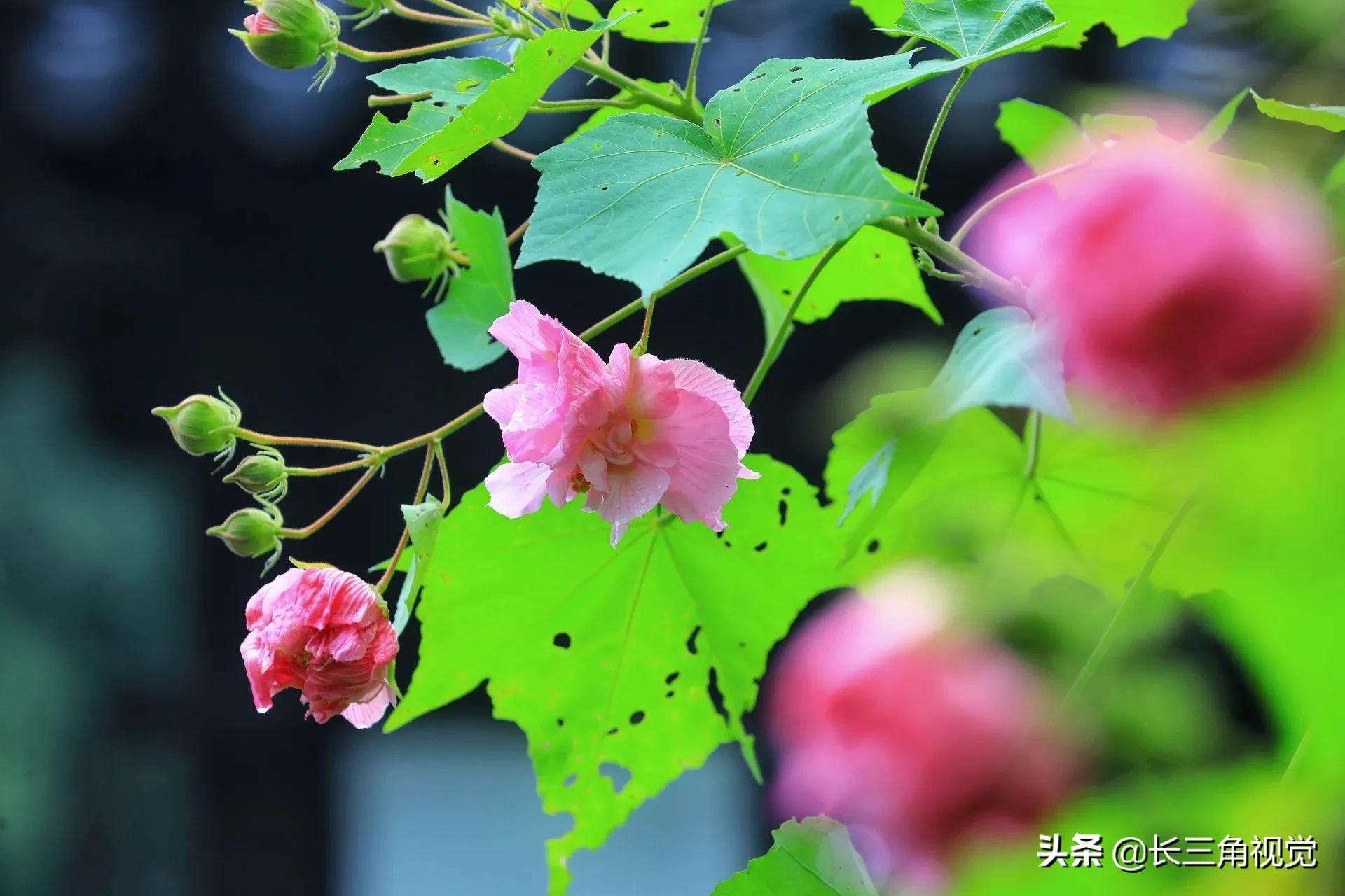 “断崖式”寒潮过后，湖州：晚秋芙蓉始盛开