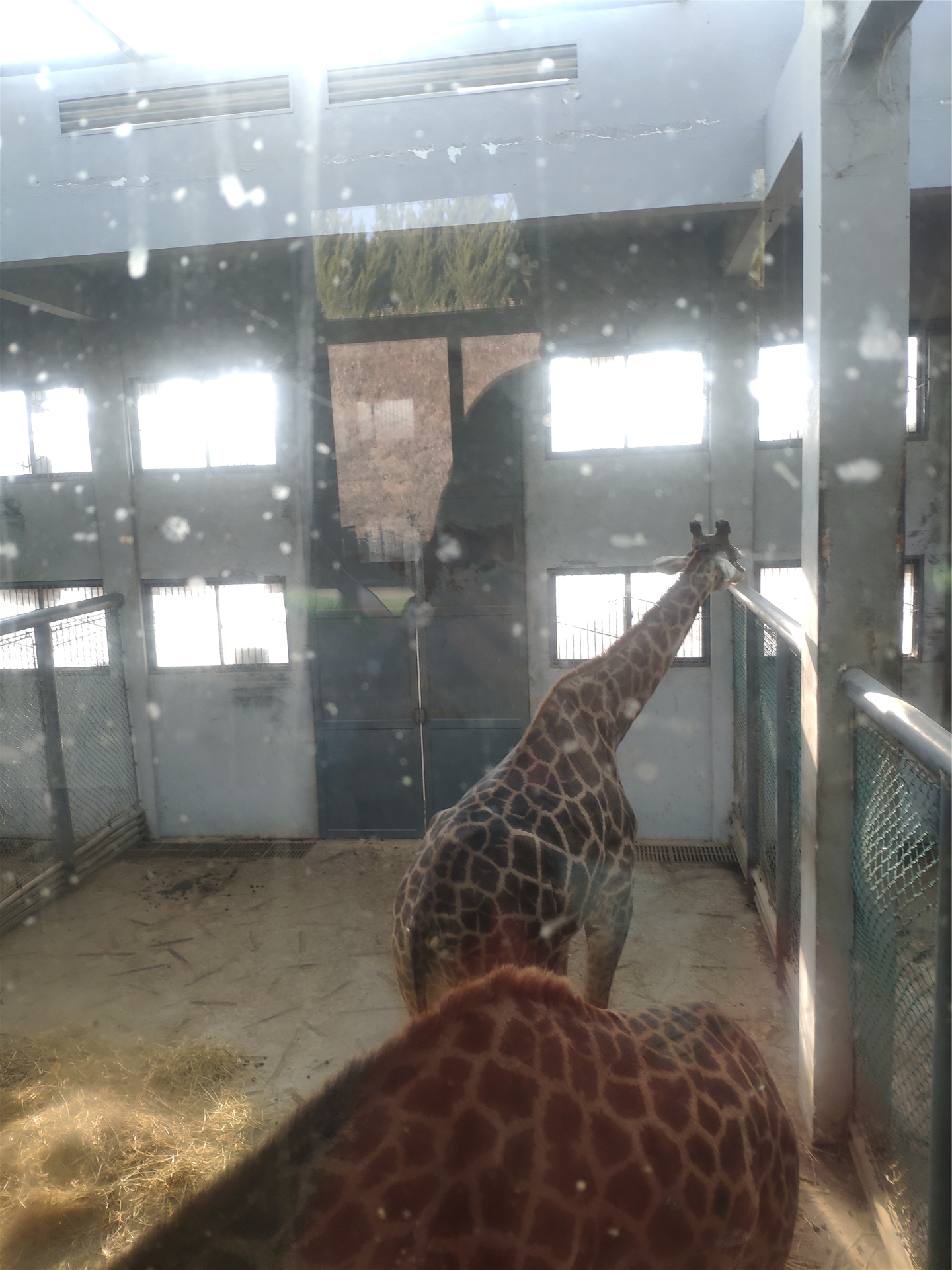 推荐一个好地方长隆野生动物世界,长隆野生动物世界全景