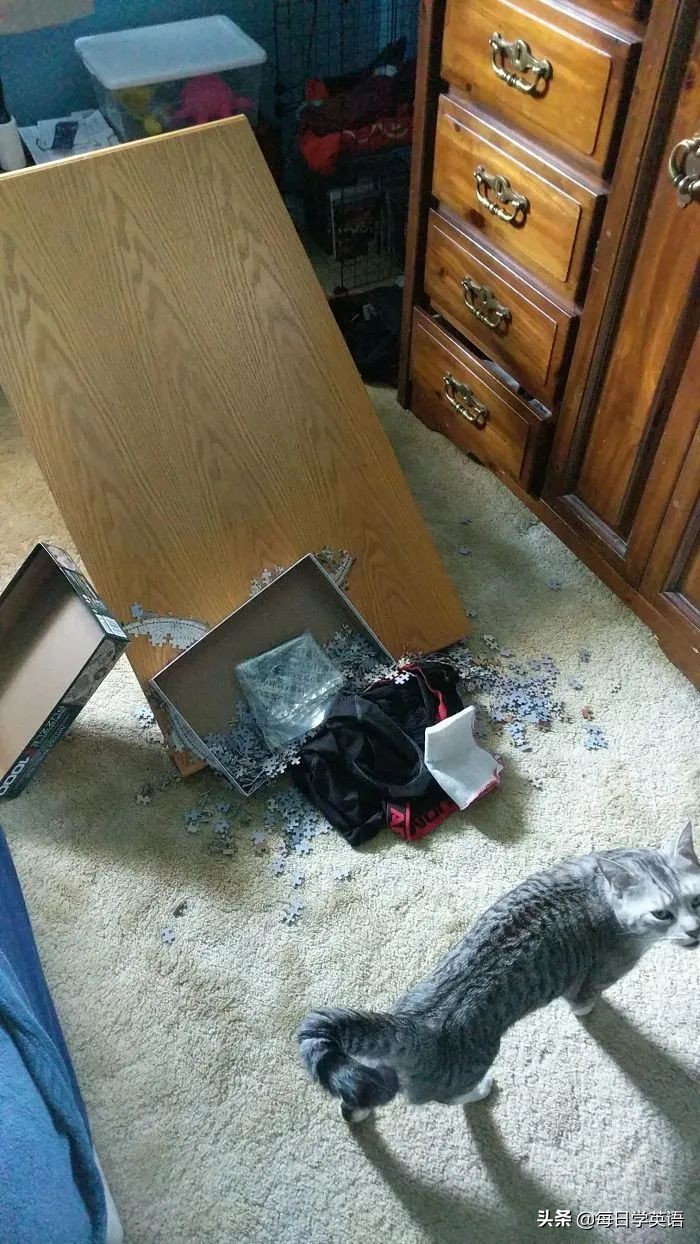 如何和家猫互动,怎样和猫共同拼图