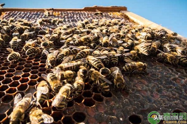 蜜蜂变黑是为什么？造成蜜蜂变黑的原因分析及对应措施