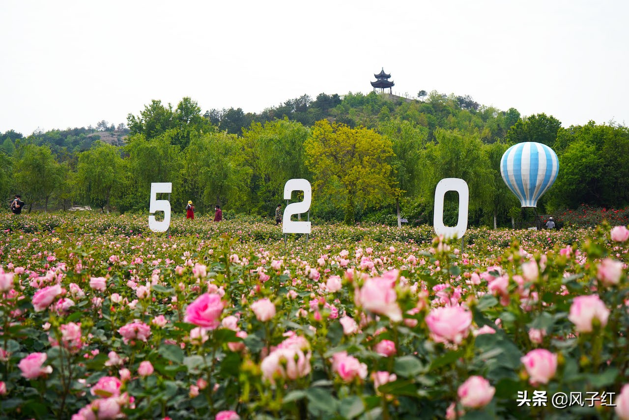 华中最大的玫瑰花园,中国最大的玫瑰花海