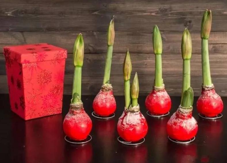 适合10月养的13种吉祥花,十月养花推荐