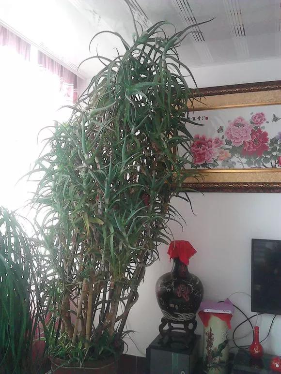 三种花插花技巧视频教程,三种花的教程