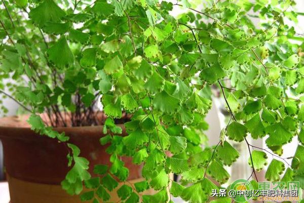 铁线蕨有多少种,水培铁线蕨的养殖方法和注意事项