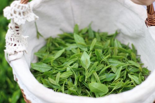 恩施硒茶宣传,恩施硒茶的发展优势有哪些