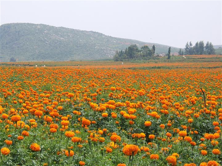 江苏沭阳花木产业园,沭阳花木产业集群