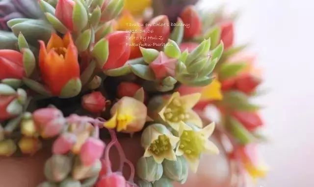 多肉花剑是个宝,多肉花剑可以干什么