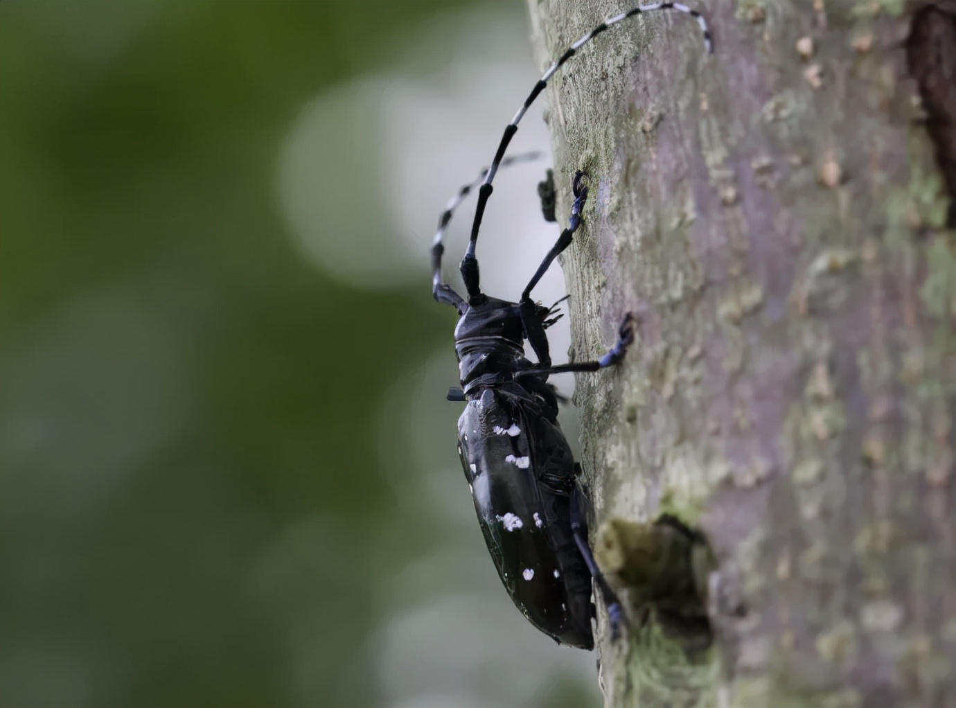 大树上有天牛怎么治疗,树干内的天牛用什么药防治