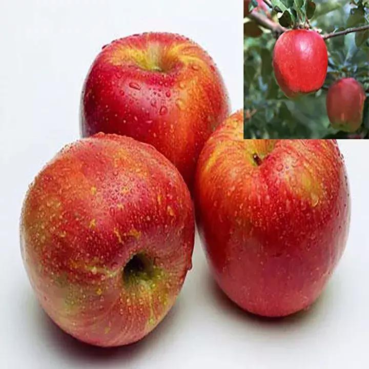 吃了这么多年的苹果竟然吃错了,好吃的苹果都有哪些品种