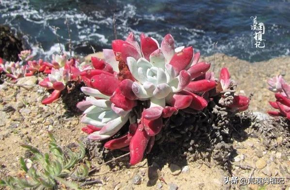 美国加州海岸仙女杯偷盗,美国加州仙女杯产业