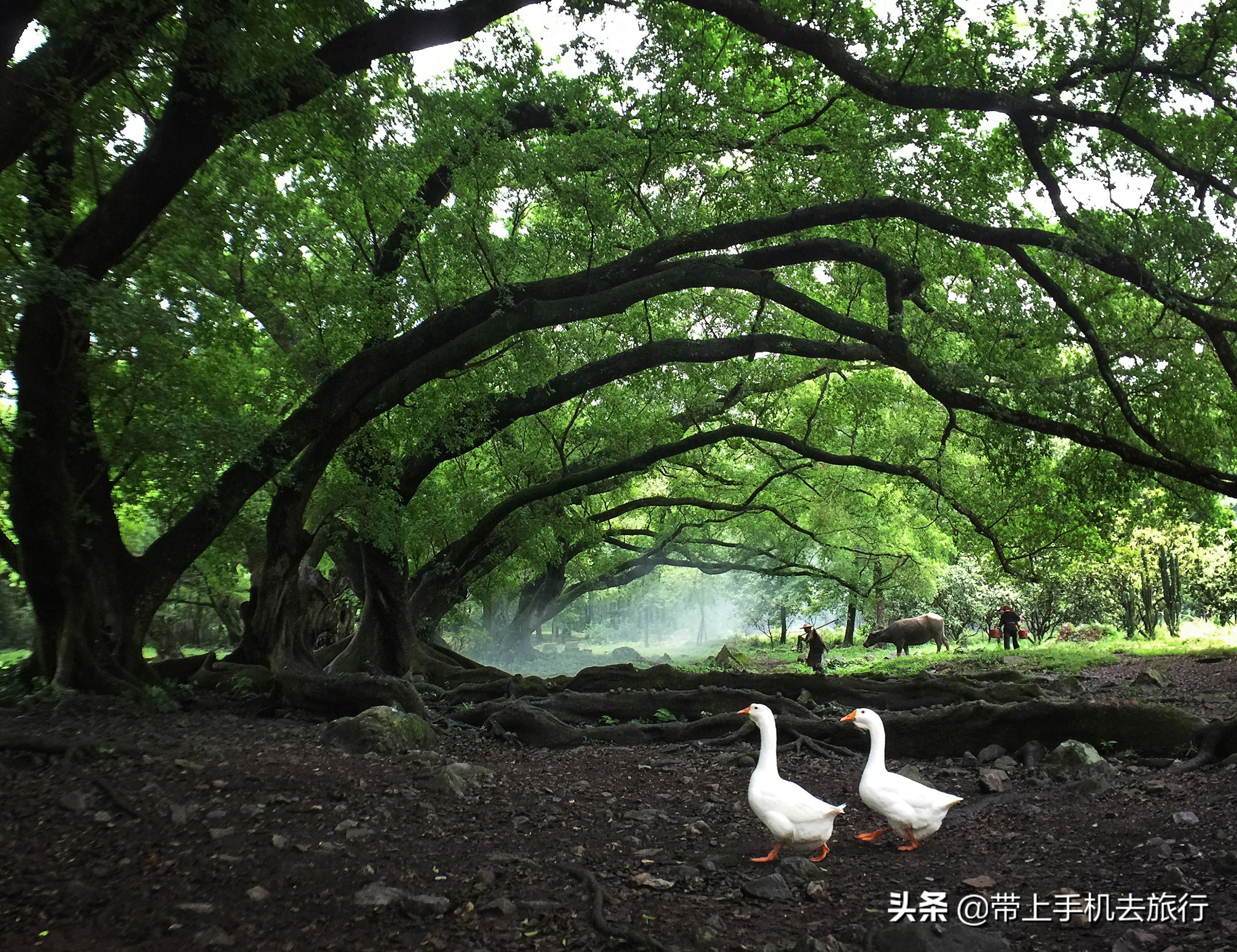 手机如何连拍定格,手机如何连拍模式