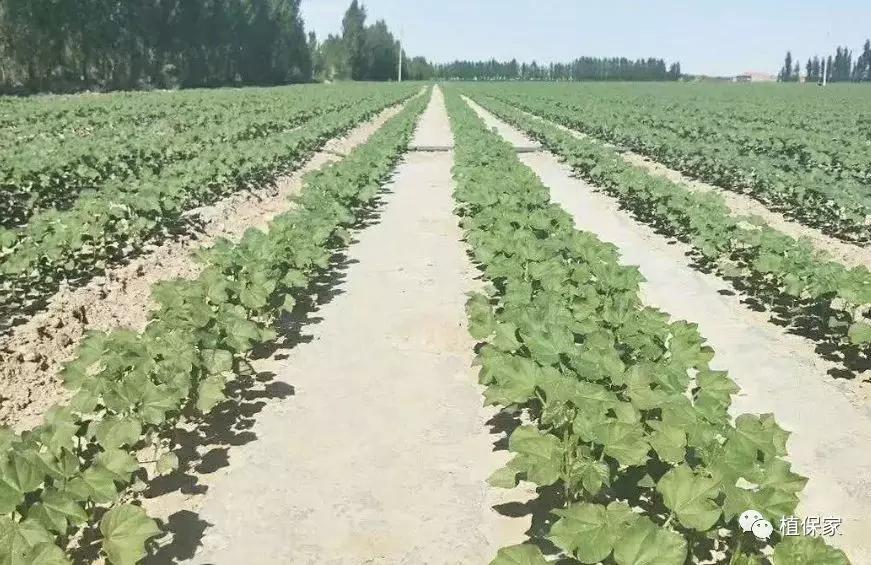 枯草芽孢杆菌的作用及功效农业,枯草芽孢杆菌的用途与用法