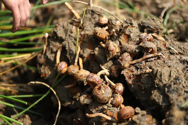 桂林荔浦马蹄:被誉为“地下明珠”,吃着清甜还能清热润肺