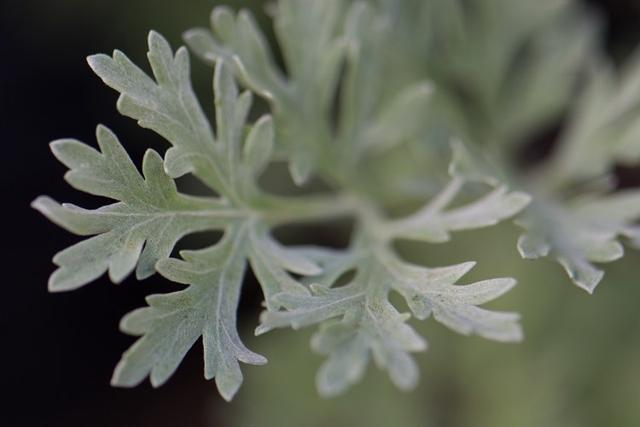 蔡少芬曾因拍戏声带受损,蔡少芬谈病情