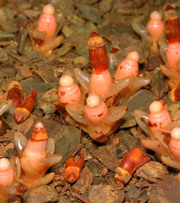 冷知识精选1,苦瓜的冷知识大全