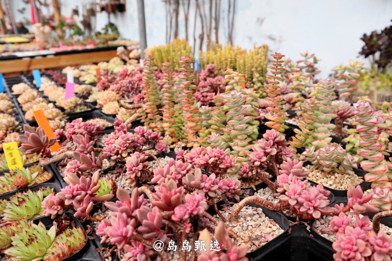 远离城市休闲的好地方,青岛郊区小众好去处