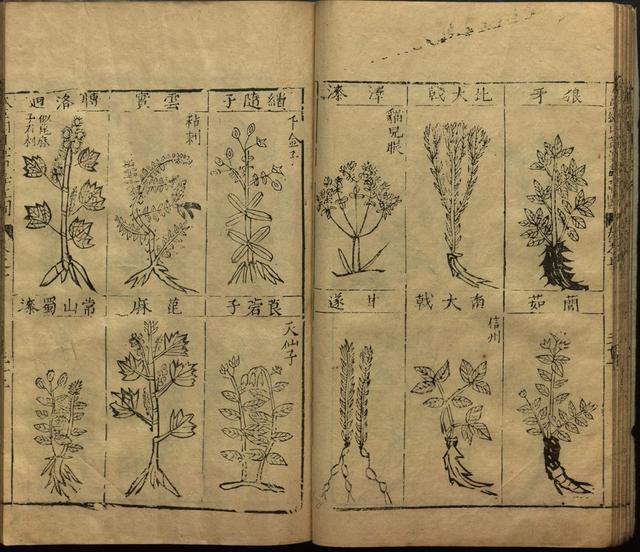 本草纲目中插图是李时珍画的吗,本草纲目李时珍插图