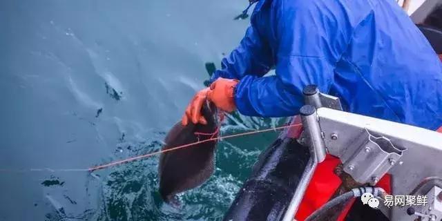 碟中鲽团购,鲽鱼推荐