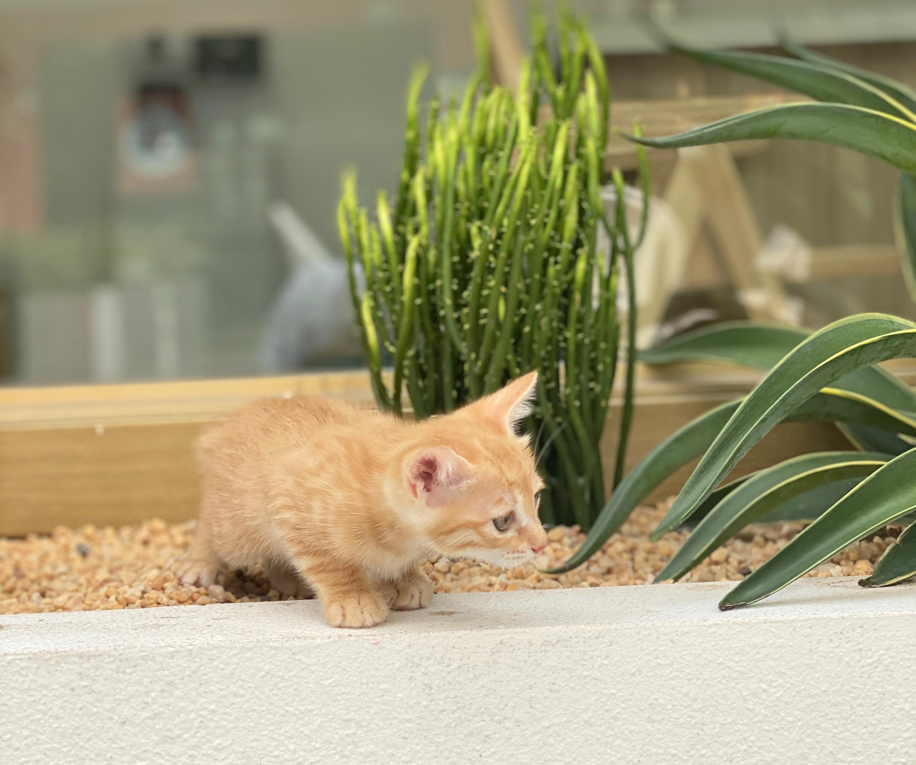 花店网红深圳,深圳网红花店仪式感