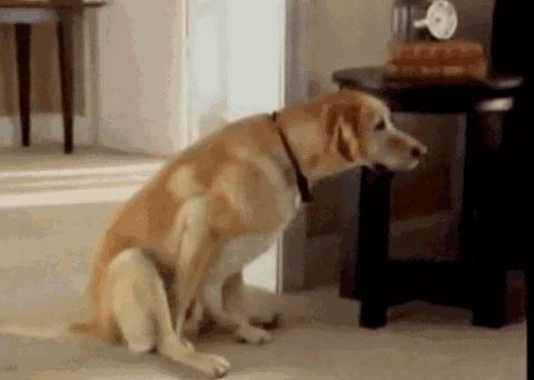 如何给狗狗挤肛门腺？这5个教程简单易学，挤出狗狗的健康