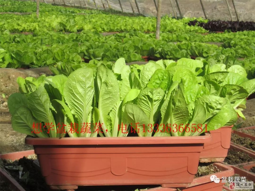 无土栽培和土壤种植技术研究所,农业无土栽培技术培训