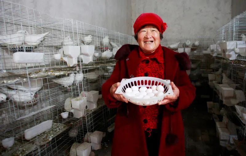 金银花喂鸽子的方法,喂鸽子喝水是怎么回事