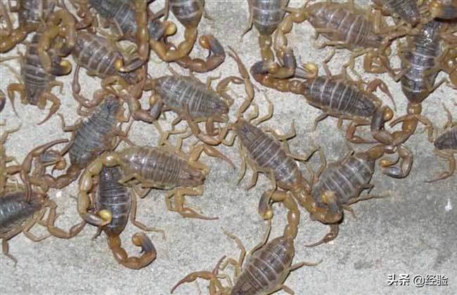 蝎子养殖技术书籍免费阅读,蝎子养殖技术视频大全