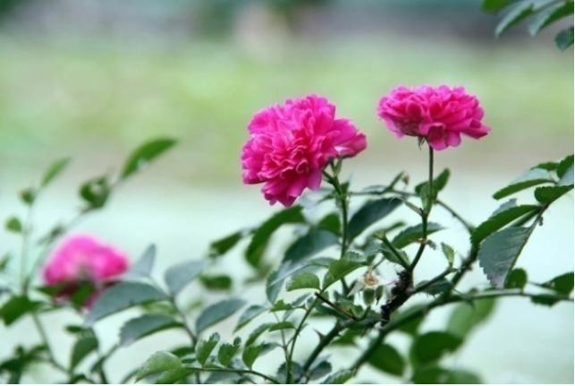 今生有约同心印爱海新花并蒂开—管浩男、曹丛新婚诗词23首