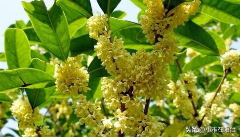 老桩造型桂花盆栽怎么养,盆栽桂花怎么养才能爆盆