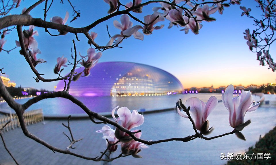 @所有人,周末一起赏玉兰,五处北京玉兰美景