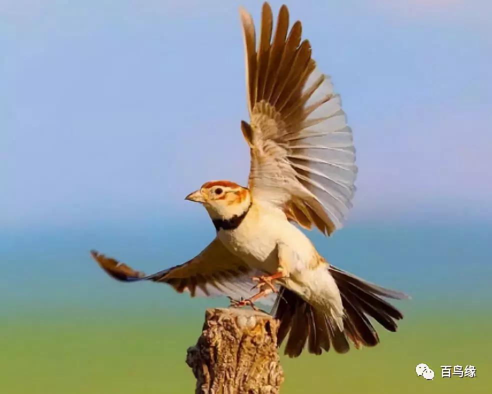 赞美百灵鸟声音好听的语句,评论百灵鸟的声音