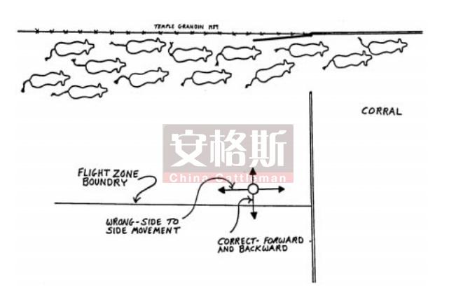 牛的行为与精细饲养管理技术指南,牛的行为学