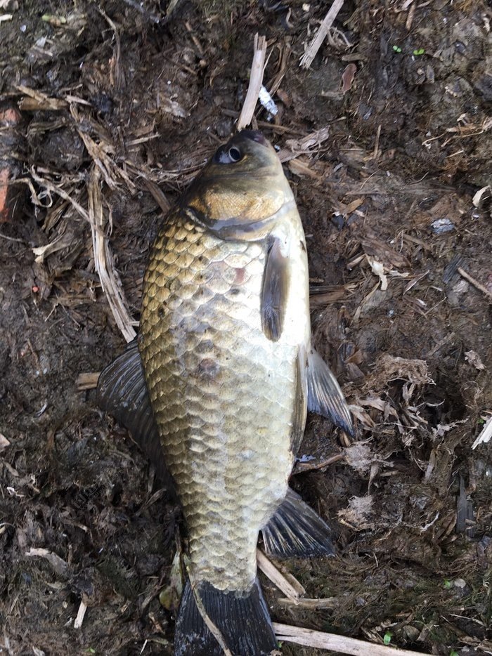 小凤仙全水域综合浮漂,小凤仙钓鱼浮漂