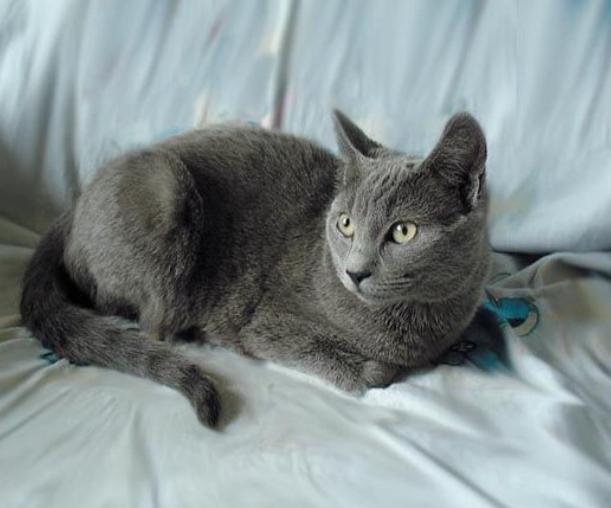 俄罗斯蓝猫有味道,俄罗斯蓝猫好玩吗