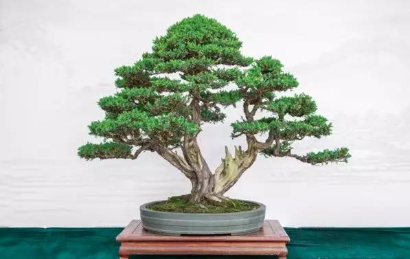 书桌植物摆放风水禁忌,千万不要在家里摆放这些植物