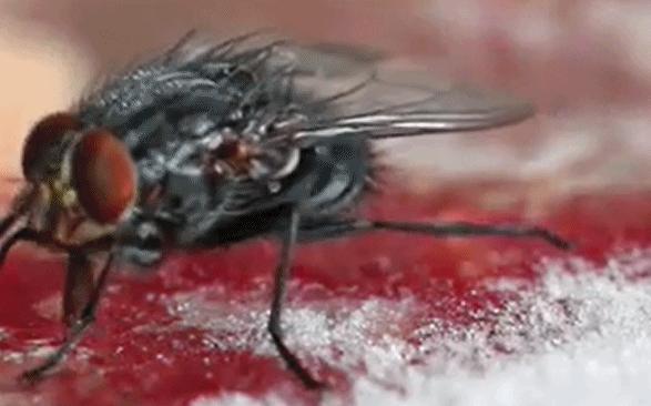 苍蝇幼虫如何长大,苍蝇如何从幼虫发展为长虫的